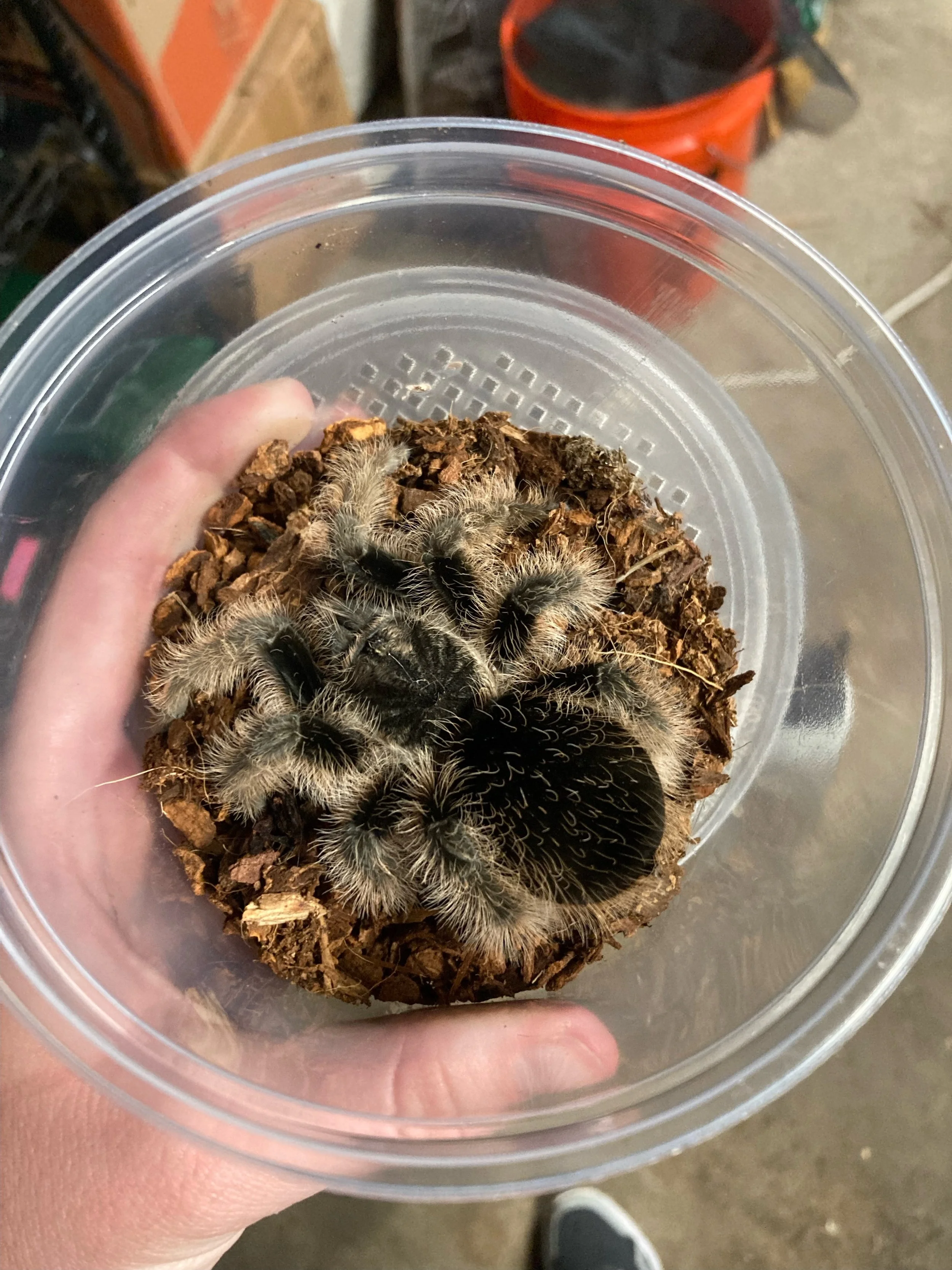 Blog — The Bug Gals